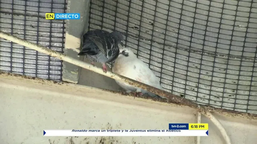 Salerno sugiere al Meduca hacer 'sopa de palominos' a niños en las escuelas