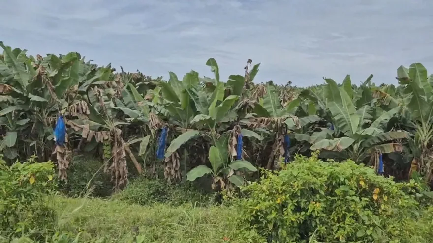 Productores de plátano en Bocas del Toro solicitan apoyo ante plaga de sigatoka.