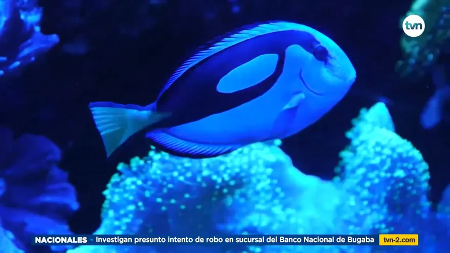 Mundo Verde: Punta Culebra