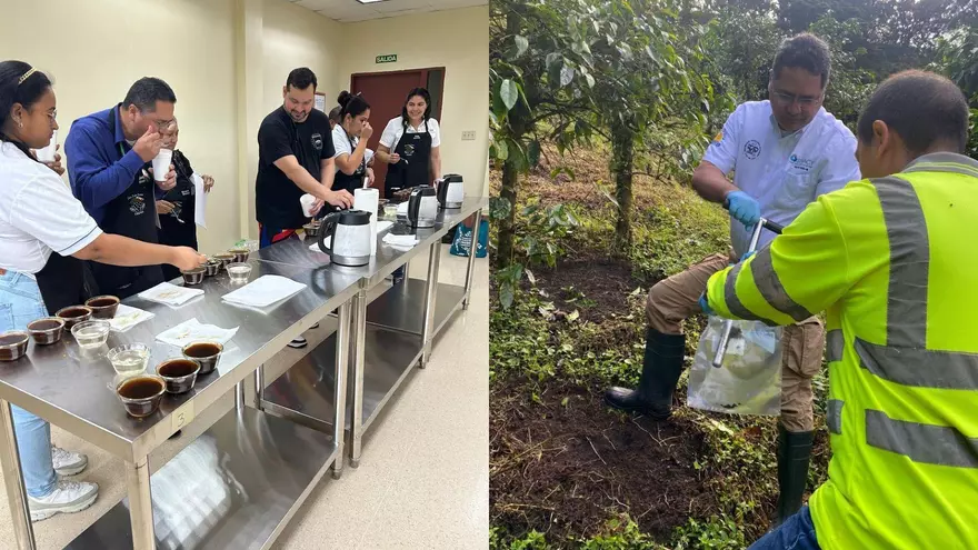 Panamá desarrolla 'huella dactilar' científica para proteger la autenticidad de su café premium.