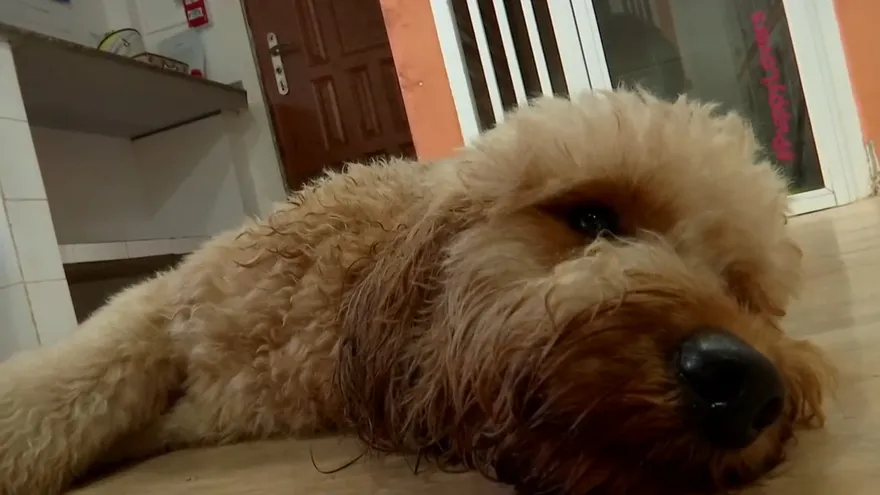 Crece demanda de hoteles para mascotas