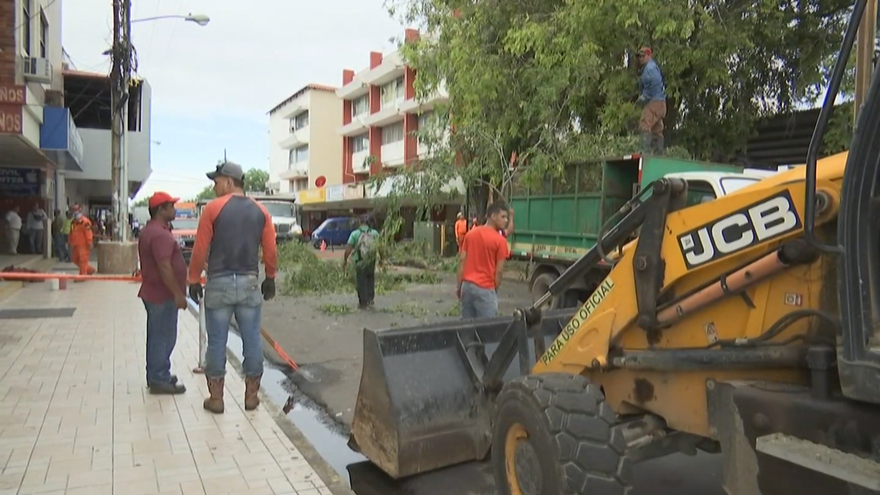 Operativo de poda y tala de árboles enfermos