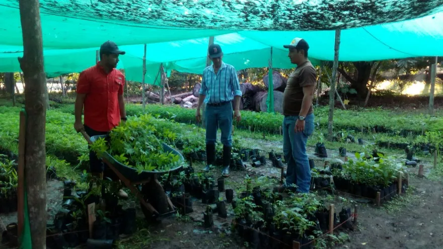 Proyecto de reforestación.