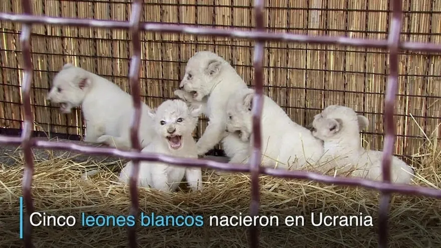 Cinco cachorros de león blanco presentados en Ucrania
