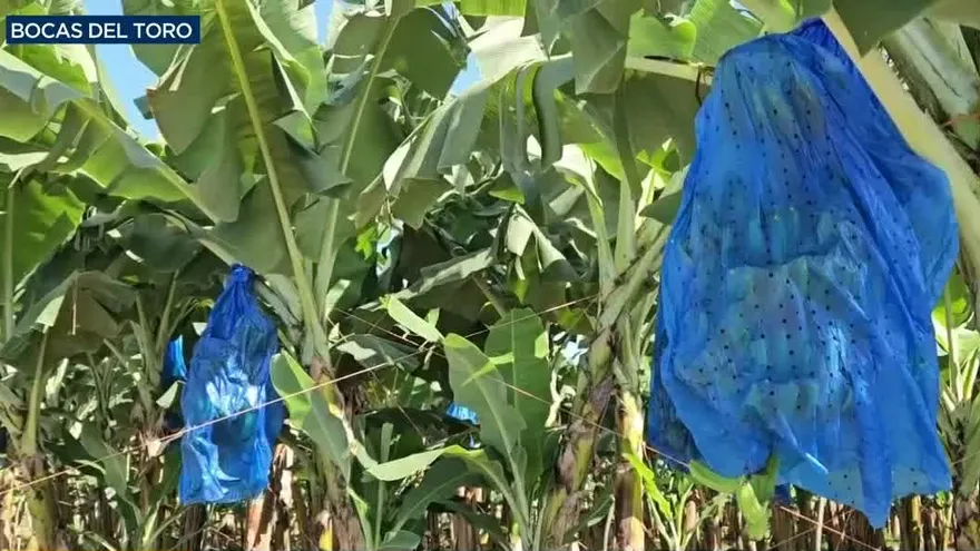 Más de 6 mil empleos bananeros en Bocas del Toro se reactiva
