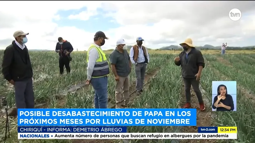 Advierten de desabastecimiento de la papa nacional para próximos meses