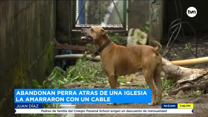 Siguen los casos de maltrato animal