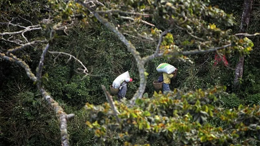 La Asociación Nacional del Café (Anacafé) de Guatemala dijo en un comunicado que la visita tuvo lugar este lunes y martes y que estuvo integrada por miembros de la Federación Nacional de Cafeteros de Colombia (FNC).