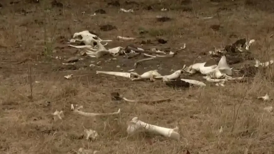 Falta de lluvia sigue afectado a productores