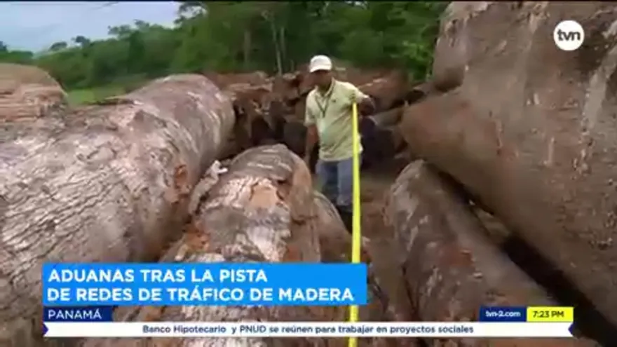Tras la pista de redes que trafican madera