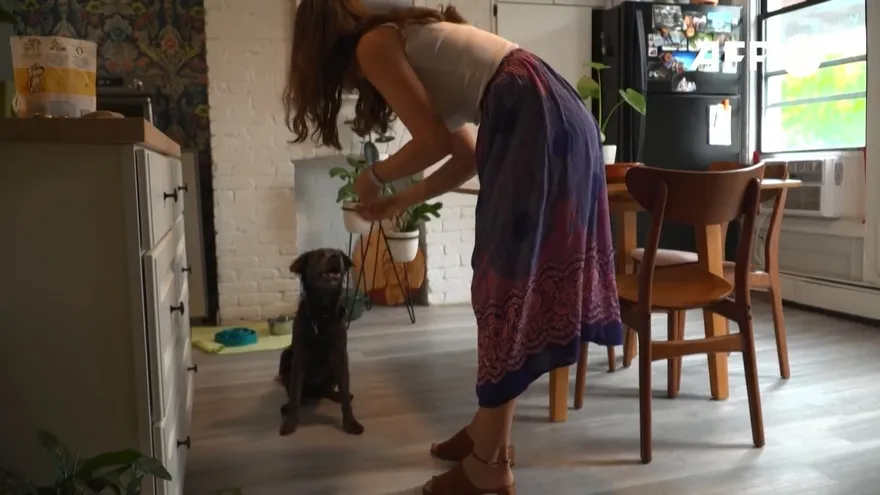 Separarse de sus dueños tras la pandemia, una vida de perros