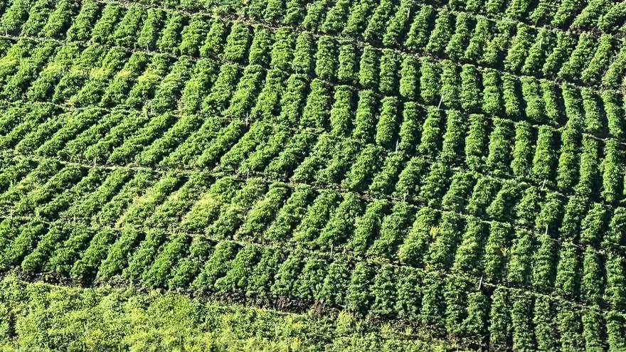 Productores de Tierras Altas enfrentan sobreoferta de papa y precios deprimidos