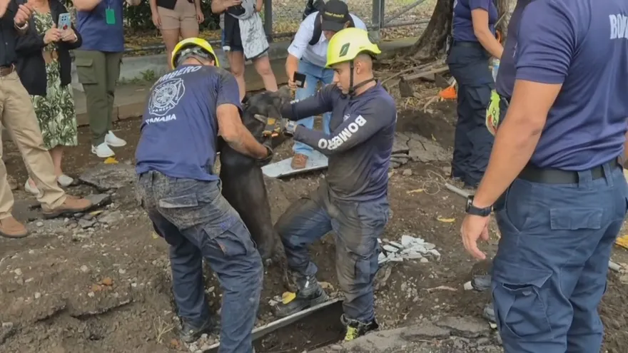Tras varios días atrapada, una perra fue rescatada de una alcantarilla en David