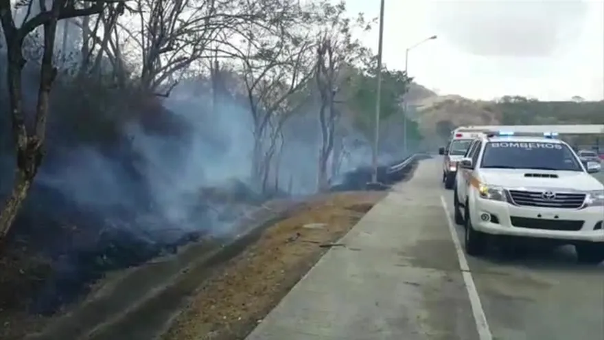 Fincas deberán ser reforestadas por mandato de la Ley