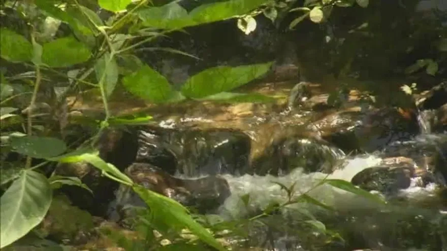 Rana Dorada Valle de Anton