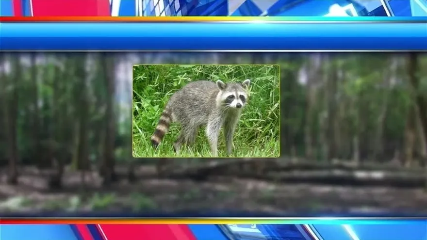 Recomiendan estar distantes de especies silvestres