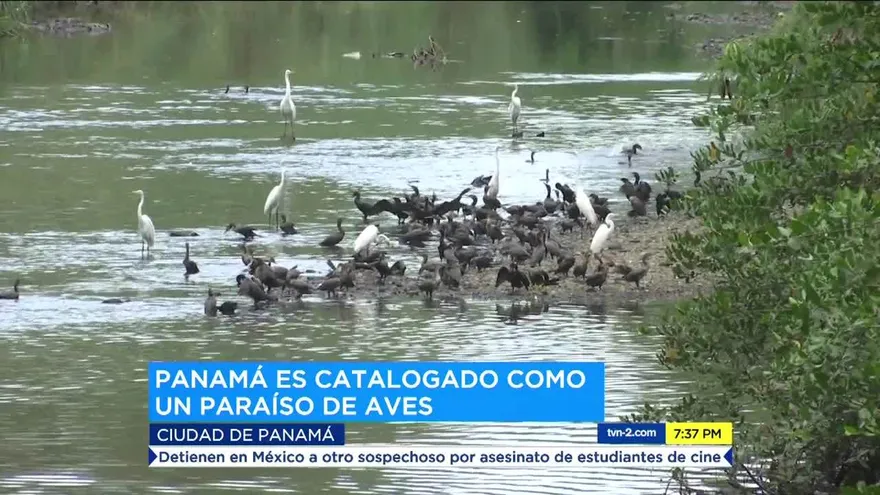 Panamá es campeón de la región centroamericana en el ‘Global Big Day’