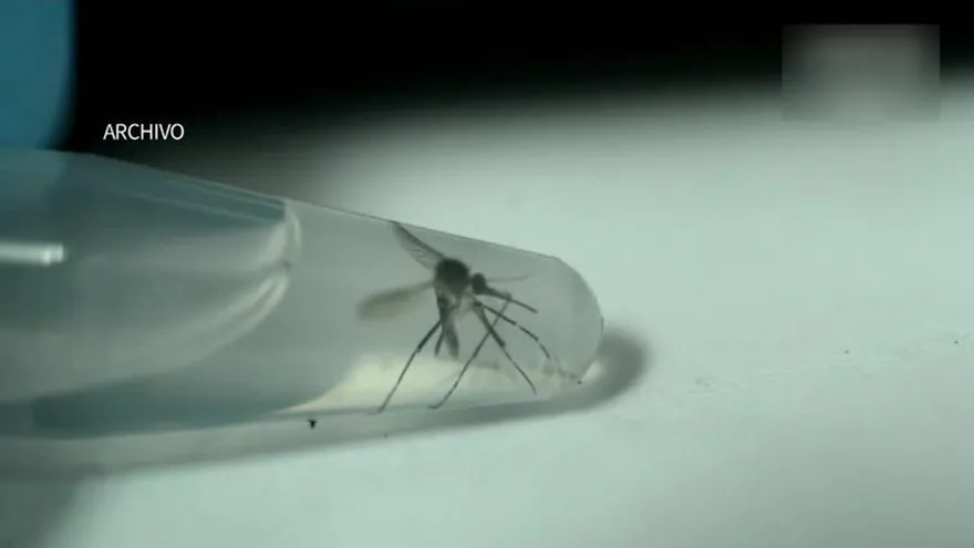 Autoridades preocupadas por vinculación del zika con encefalomielitis