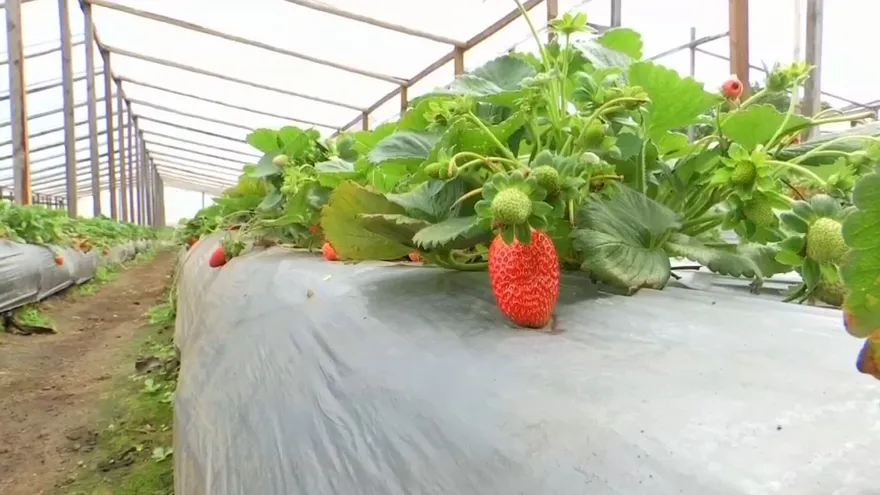 Recorrido por una finca agroturística de Boquete