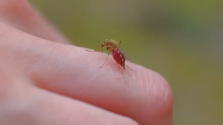 Confirman nuevos casos de malaria