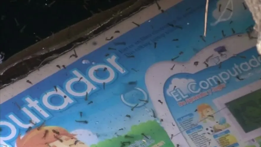 Cultura de higiene y limpieza ayuda a combatir enfermedades