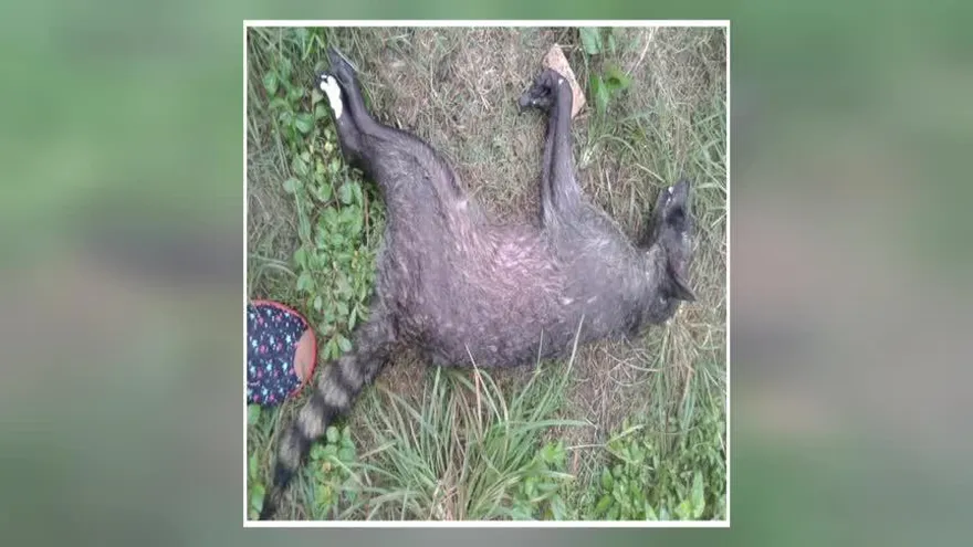 Niño de ocho años sobrevive al ataque de extraño animal en Chiriquí