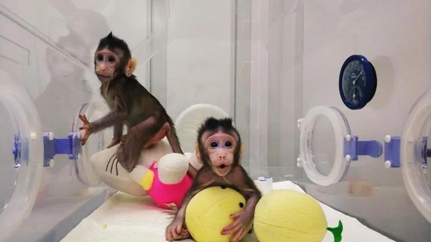 Los dos clones, llamados Zhong Zhong y Hua Hua, están vivos y sanos, aseguraron los científicos chinos.