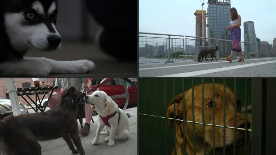 Separarse de sus dueños tras la pandemia, una vida de perros