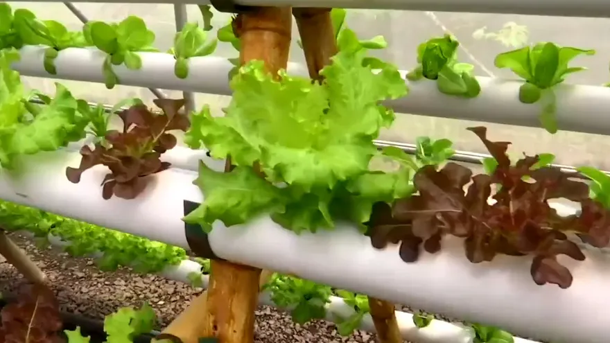 ¿Qué alimentos puedes sembrar en tu balcón o terraza?