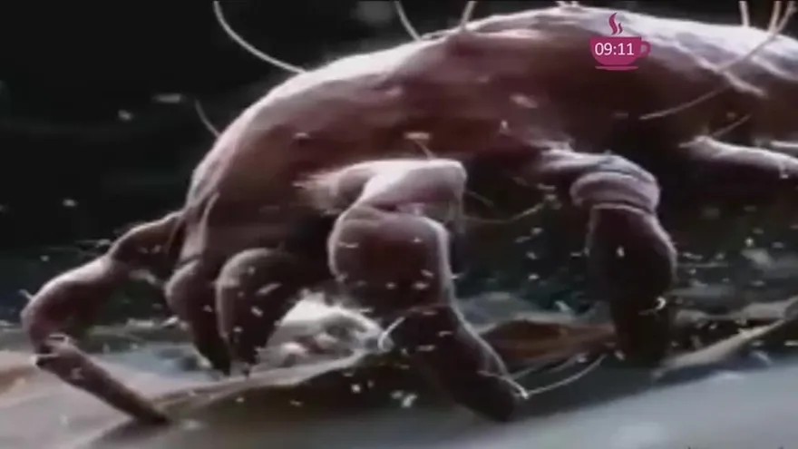 Ácaros, enemigos  imperceptibles pero muy peligrosos