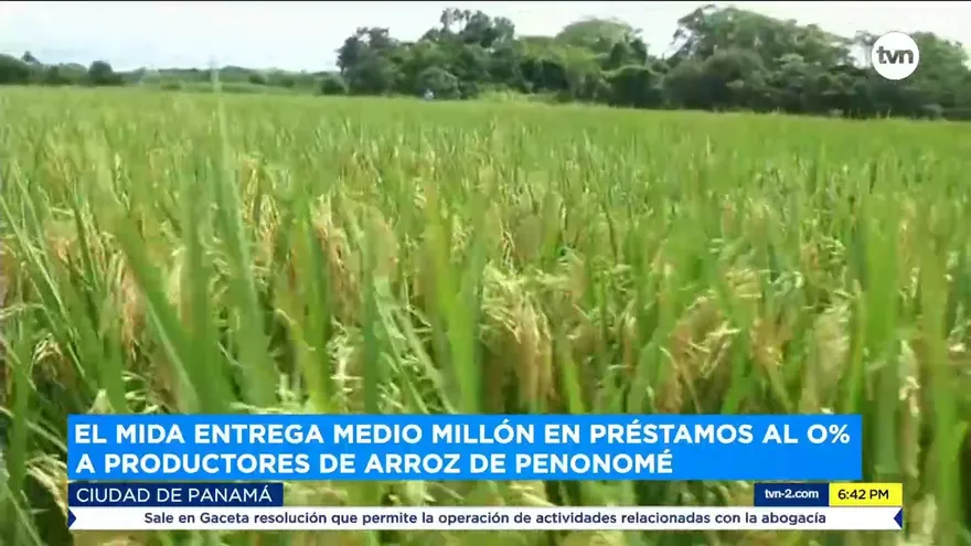 MIDA entrega medio millón en préstamos al 0% a productores de arroz de Penonomé