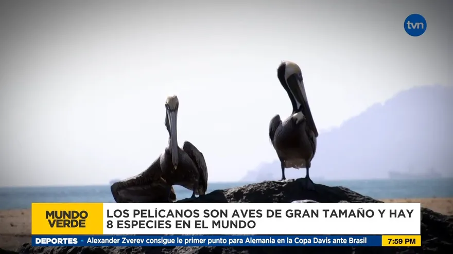 Mundo Verde: Los Pelicanos