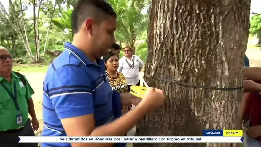 Mundo Verde: Los veedores forestales