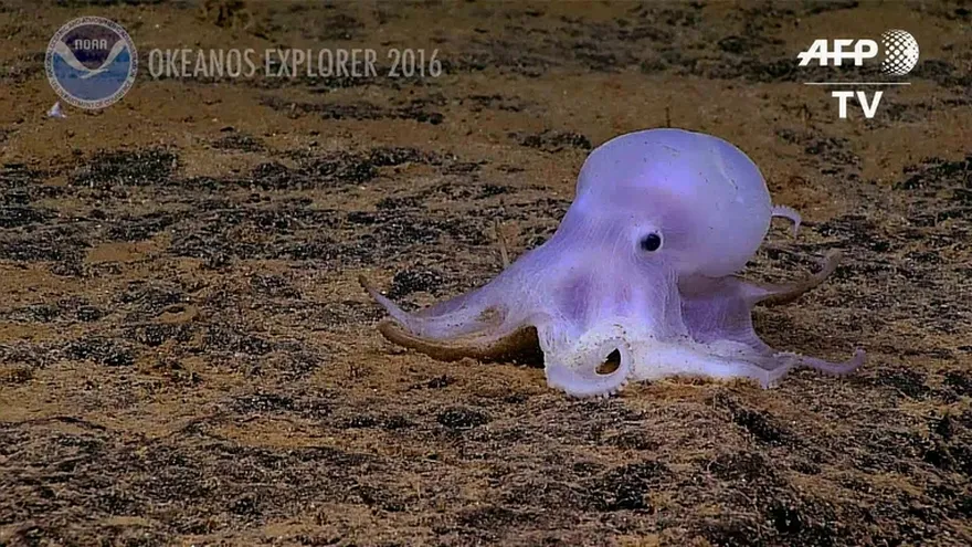 Descubren pequeño pulpo fantasmal