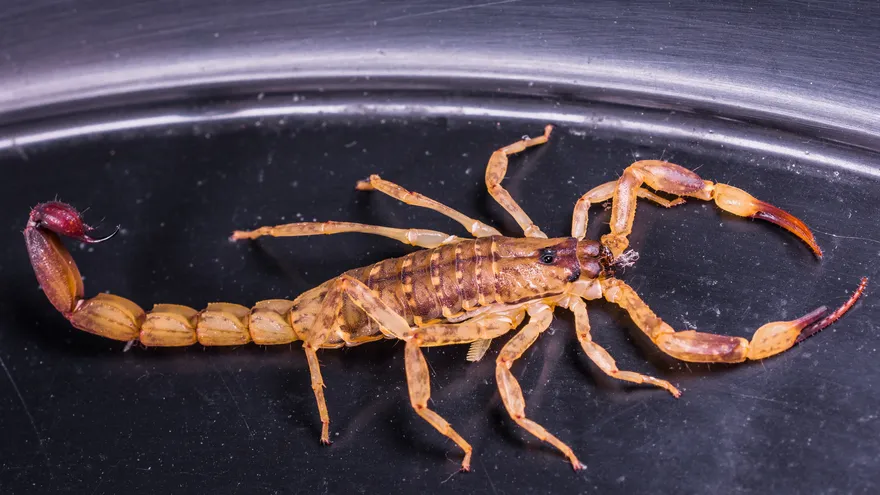 150 Venomous Scorpions Seized in Covert Operation at South African Airport