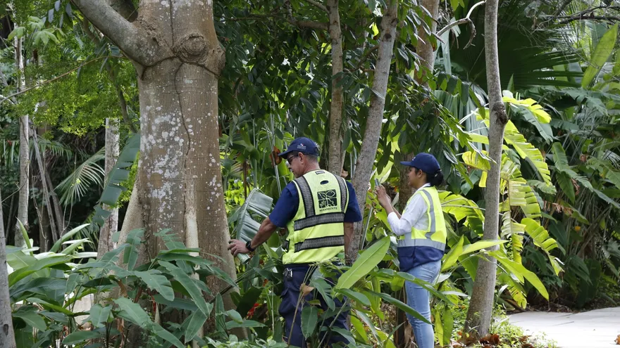 Inventario de árboles