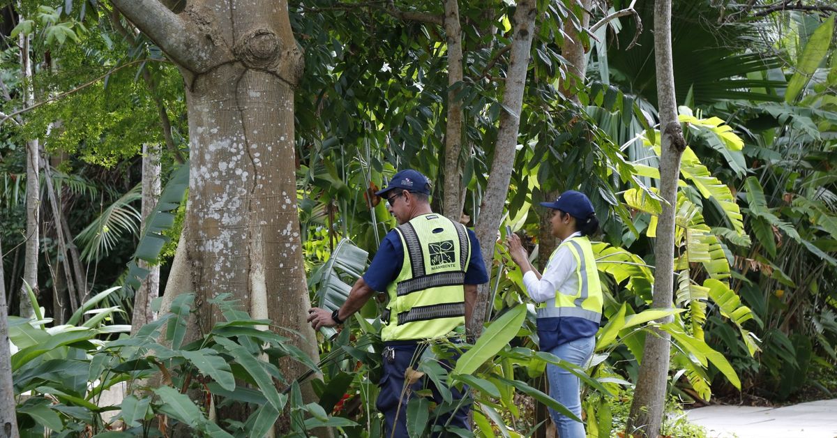 Proyecto conjunto impulsa la conservación de árboles en el Biomuseo