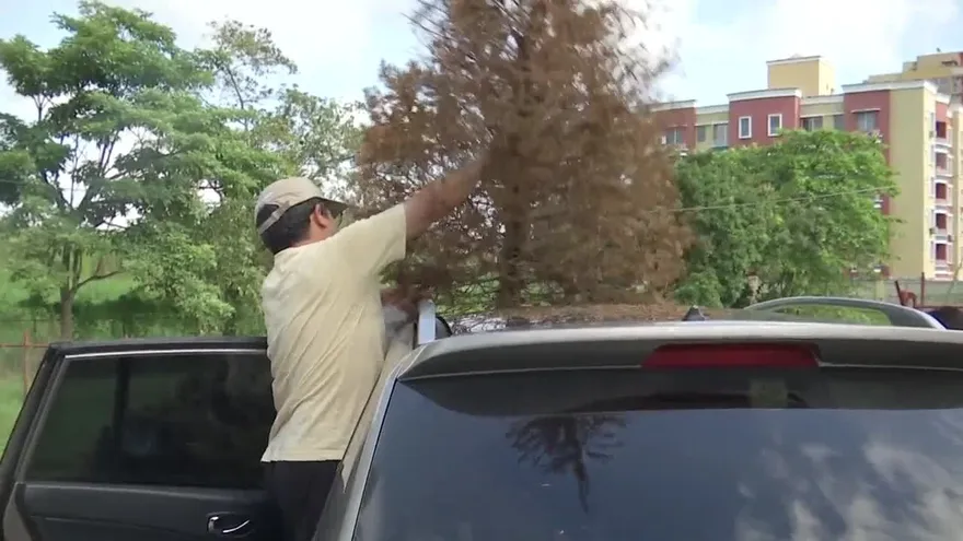 Los arbolitos de Navidad no deben ser depositados en la basura