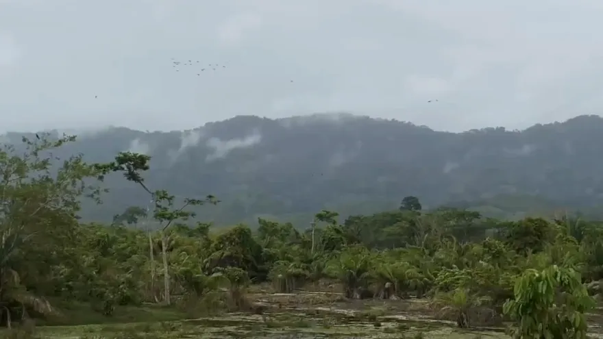 Matusagaratí alberga cerca de 50% de especies de peces de los que hay en Panamá