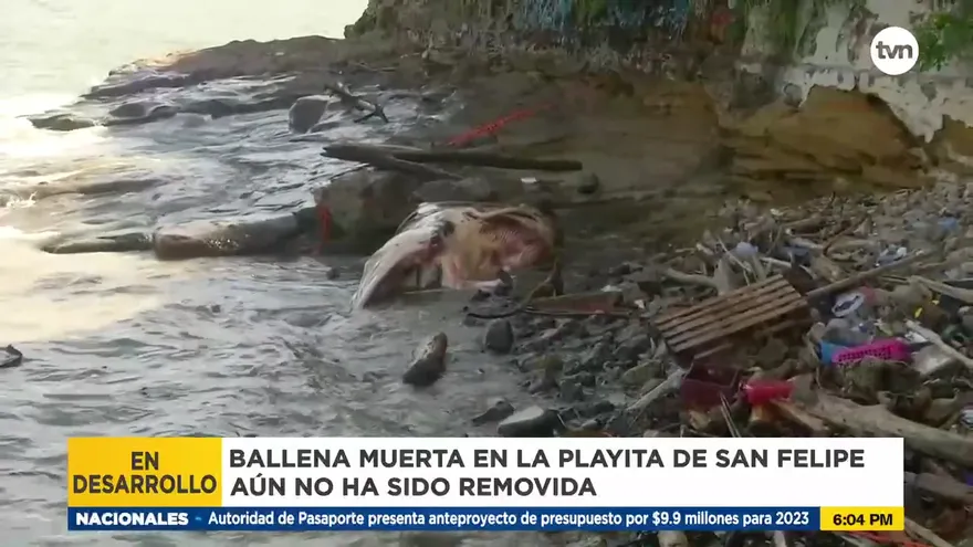Esperan remoción de ballena muerta en playa de San Felipe
