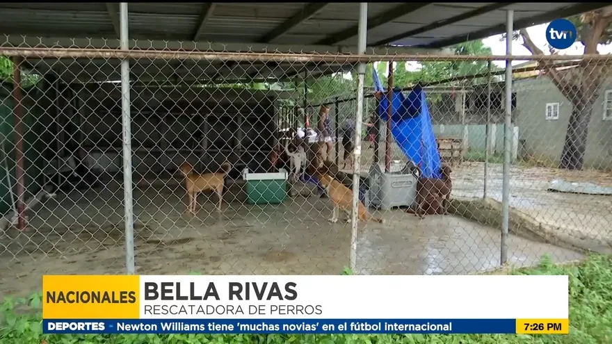 Descartan construcción de albergues temporales para perros y gatos