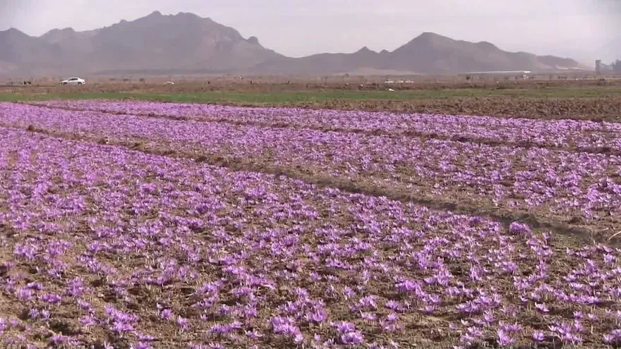 La capital del azafrán iraní mira más allá de los cultivos