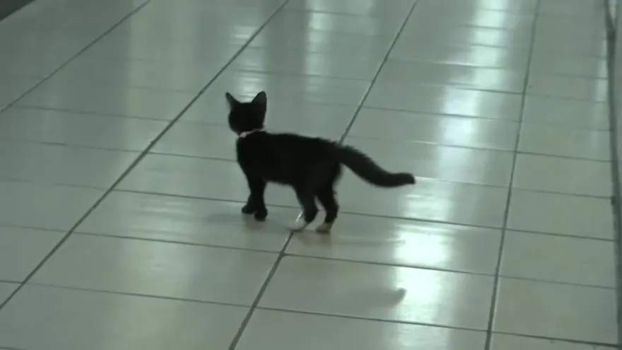 Continúa indignación por maltrato a un animal