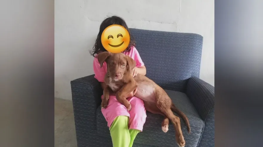 Un cachorro murió por impacto de bala en Veracruz