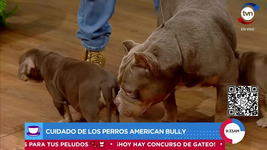 Conoce el cuidado de los perros American Bully