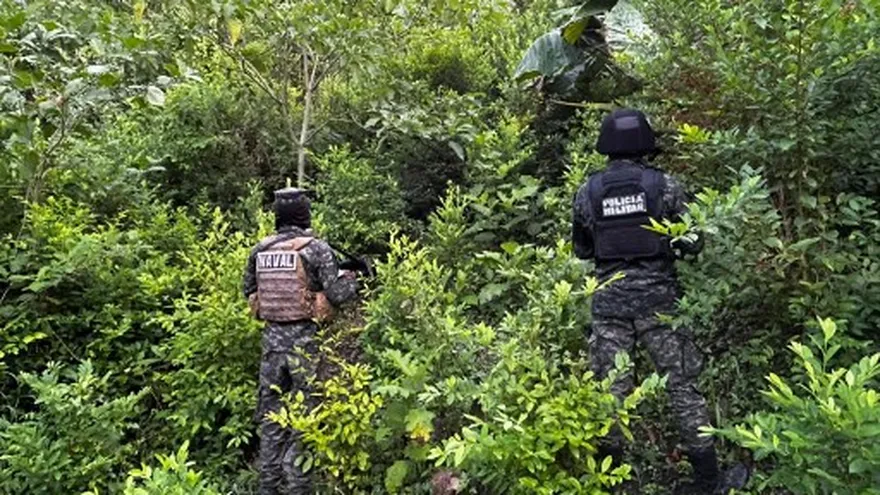Plantaciones de coca en Honduras