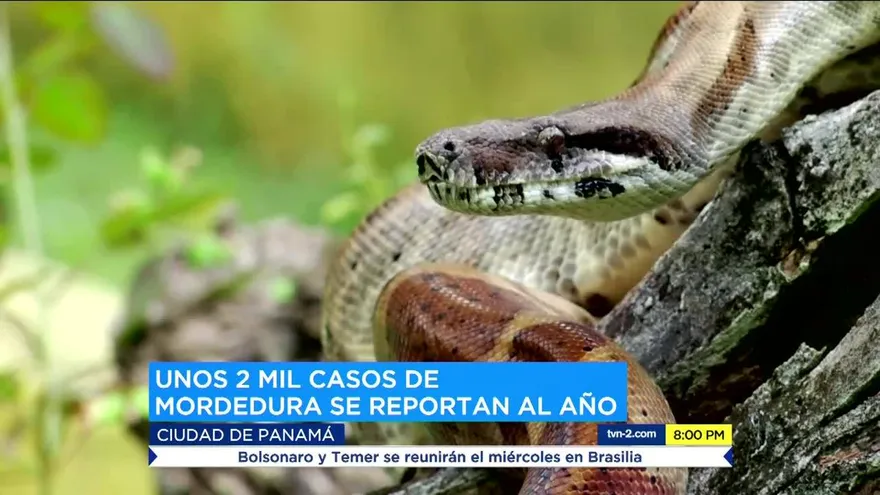 Conociendo a las serpientes