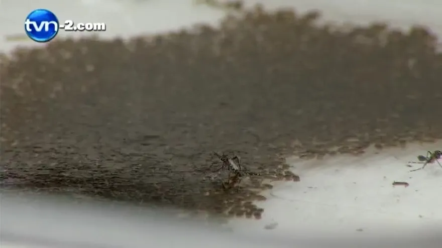 Liberados 300 mil mosquitos transgénicos