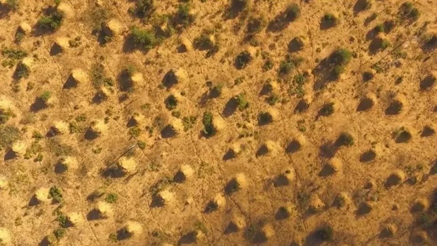 Un equipo de investigadores halló 200 millones de pequeñas pirámides construidas por termitas.
