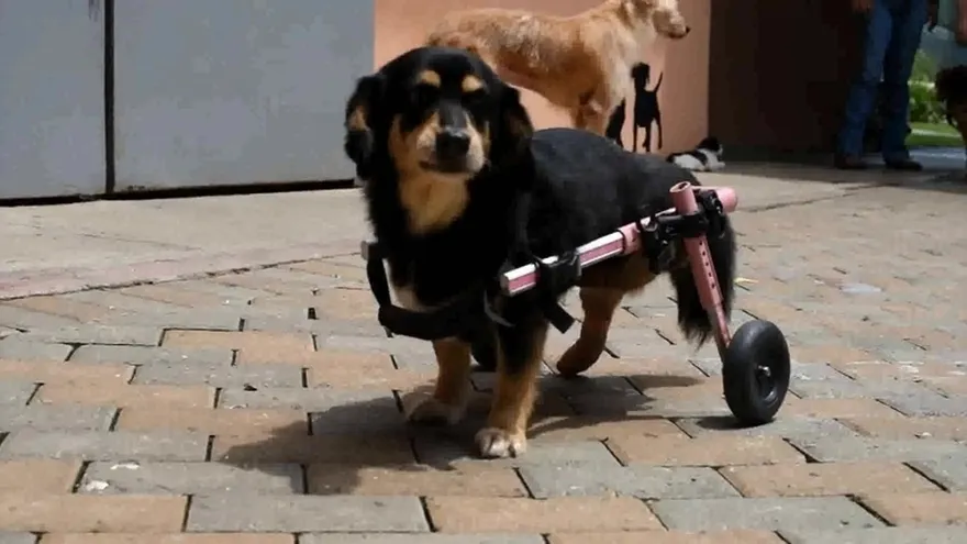 Rosita, uno de los tantos casos con finales felices de Fundasis